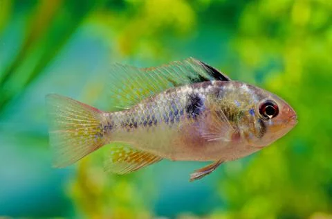 Ram cichlid Stock Photos