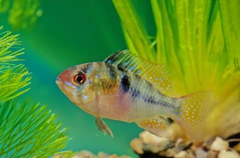 Ram cichlid Stock Photos