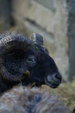 Ram in close-up profile. Stock Photos