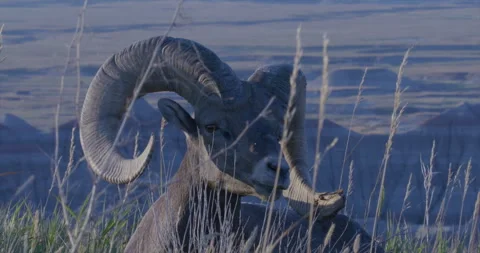 Ram eating Stock Footage 246157237