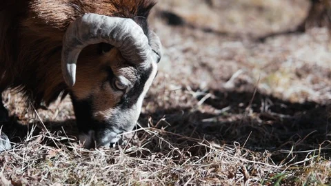 Ram is eating grass in a mountain valley slow motion Video stock 104727100