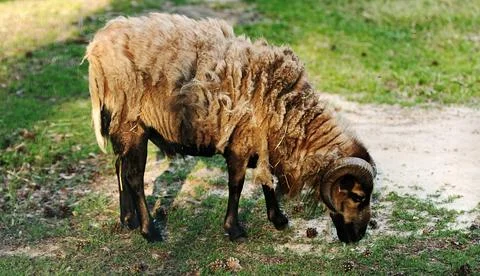 Ram on the farm Stock Photos