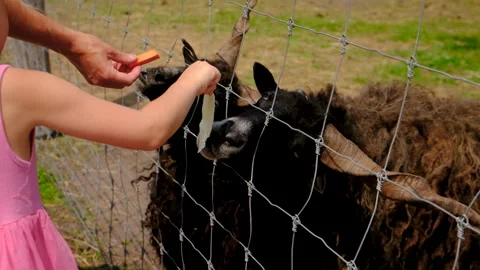 Ram on a farm in summer. Selective focus. Stock Footage 317248326