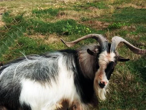 Ram on the field in Maramures Stock Photos