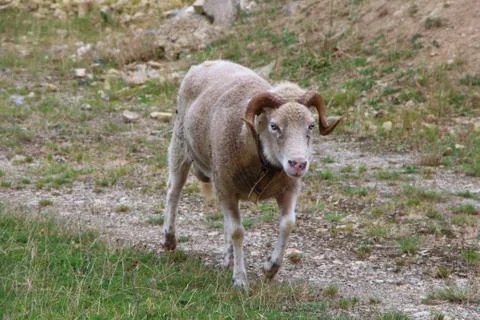 Ram in a field Stock Photos