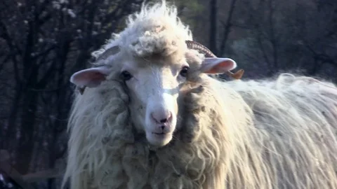 Ram in the foreground with big white fur that chews some hay Stock Footage 88330141
