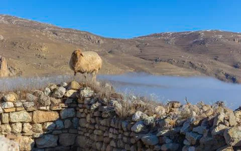 Ram grazing in the mountains Stock Photos