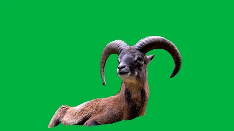 Ram Greenscreen 88 Stock Footage 198652844
