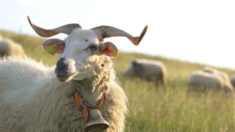 The ram guards herd of sheep in organic natural farm in sunny summer Stock Footage 126525757