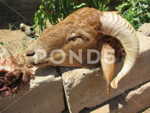 Ram head. Eid al-Adha Stock Photos
