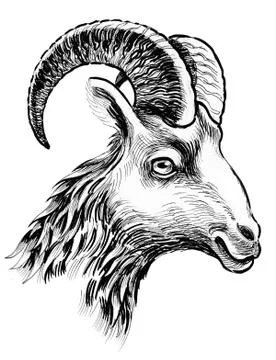 Ram head Stock Illustration