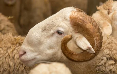 Ram head Stock Photos