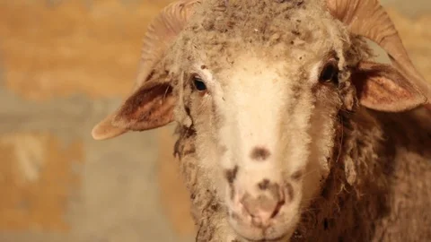 Ram with horns close up Stock Footage 122764727