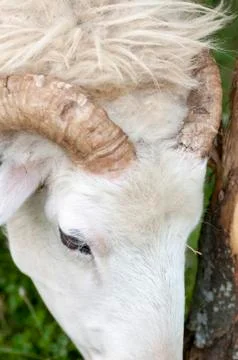 Ram horns while eating grass grazing Stock Photos