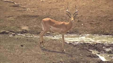 A RAM IMPALA Stock Footage 51558369