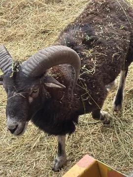 Ram with Impressive Horns Stock Photos