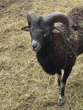 Ram with impressive horns Stock Photos