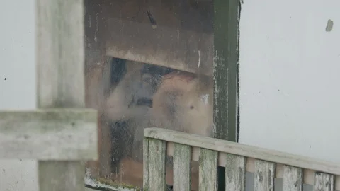 Ram inside barn in winter on the Faroe I... | Stock Video | Pond5
