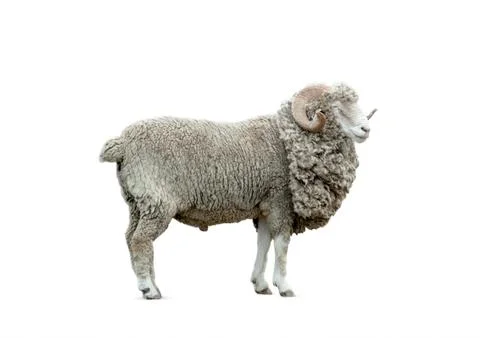 Ram isolated Stock Photos