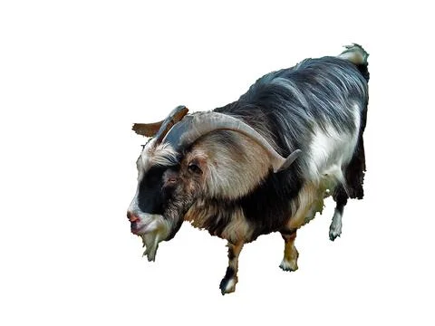 Ram isolated on white background Stock Photos