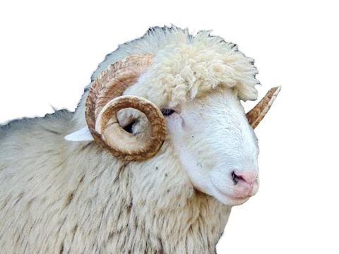 Ram isolated on white background Stock Photos