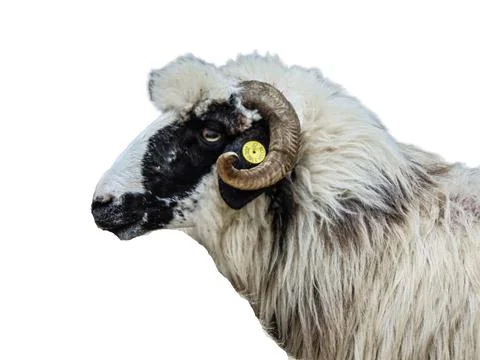 Ram isolated on white background Stock Photos