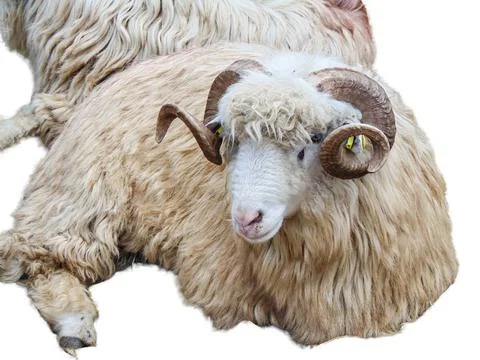 Ram isolated on white background 写真素材