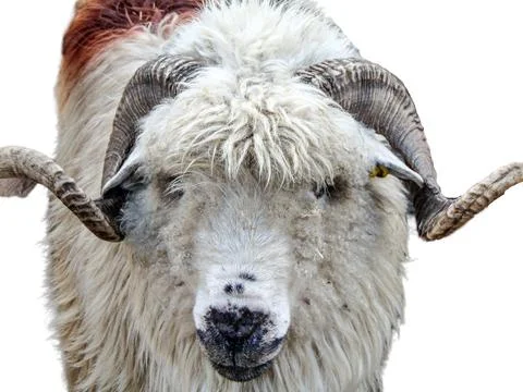 Ram isolated on white background Stock Photos