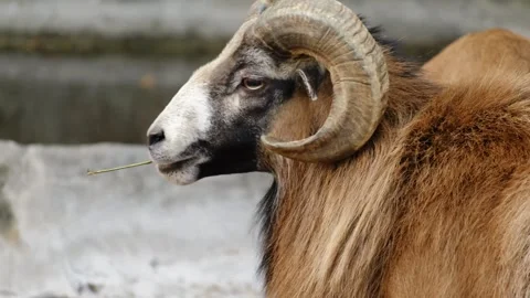 Ram with large curved horns chewing hay inside a zoo enclosure. Concept of Stock Footage 325792221
