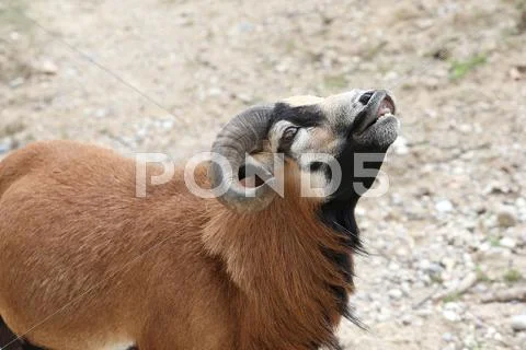 Ram with large curved horns while cry Stock Photos