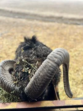 Ram with large horns Stock Photos