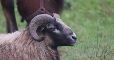 Ram in the meadow, close to 4K slomo Stock Footage 166211259