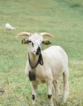 Ram on meadow Stock Photos