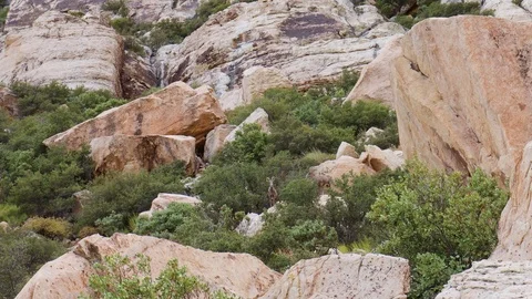 Ram in the mountains Stock Footage 116791803
