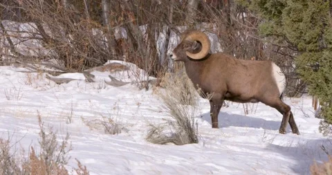 Ram Parade: Two Rams Take a Stroll on a Snowy Mountain Vídeo Stock 239965818