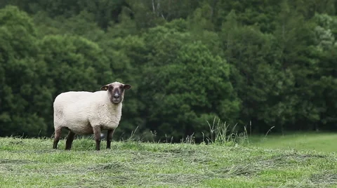 Ram in the pasture on the green forest background. Stock Footage 60813227