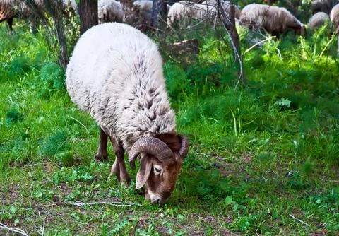 Ram . Stock Photos