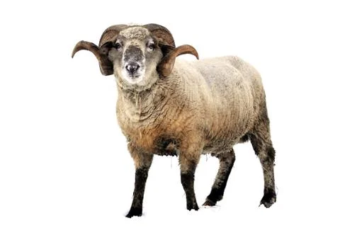Ram Stock Photos