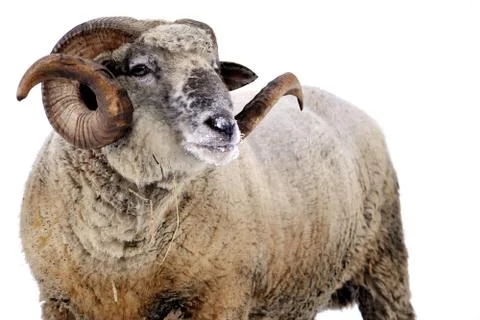 Ram Foto stock