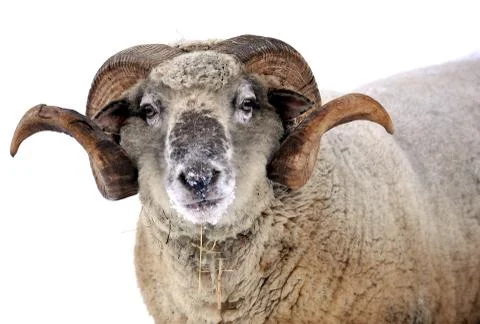 Ram Stock Photos