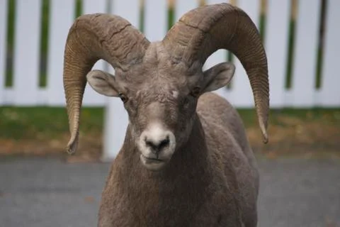 Ram Stock Photos