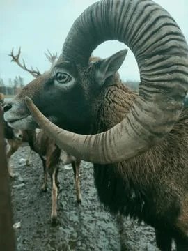 Ram Stock Photos
