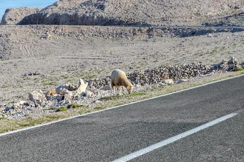 The ram Stock Photos