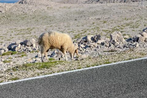 The ram Stock Photos