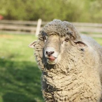 Ram portrait Stock Photos