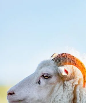 Ram profile view under clear sky for text Stock-Fotos