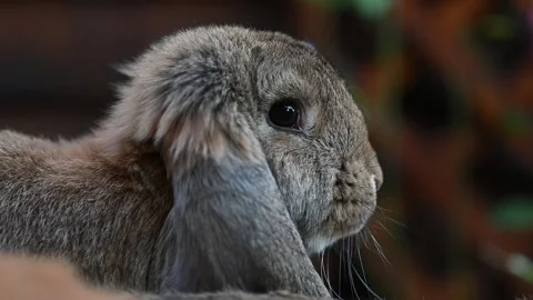 Ram Rabbit Breed - 4K Stock Footage 264785571