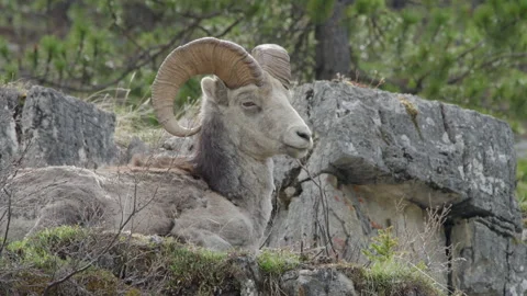 A Ram rests on a mountainside. Stock Footage 201750288