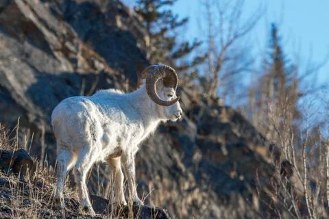 Ram On Rock Stock Photos