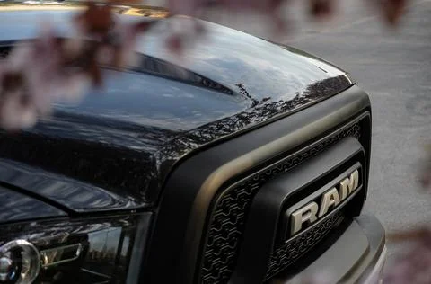 RAM &amp; Sakura Stock Photos